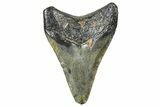 Juvenile Megalodon Tooth - North Carolina #359046-1